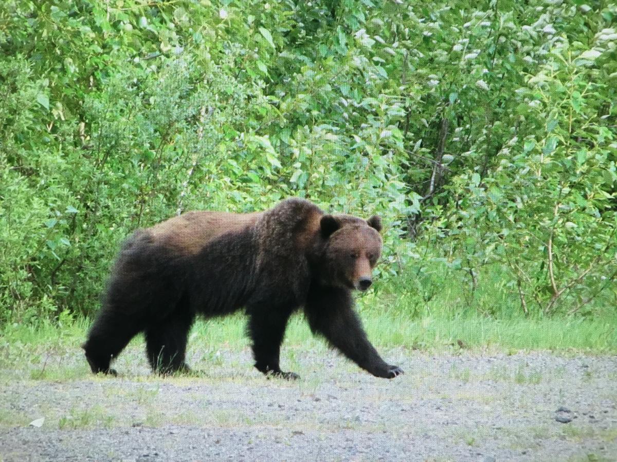 Bear Valley Guesthouse Stewart ภายนอก รูปภาพ