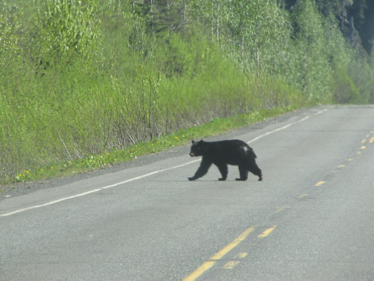 Bear Valley Guesthouse Stewart ภายนอก รูปภาพ