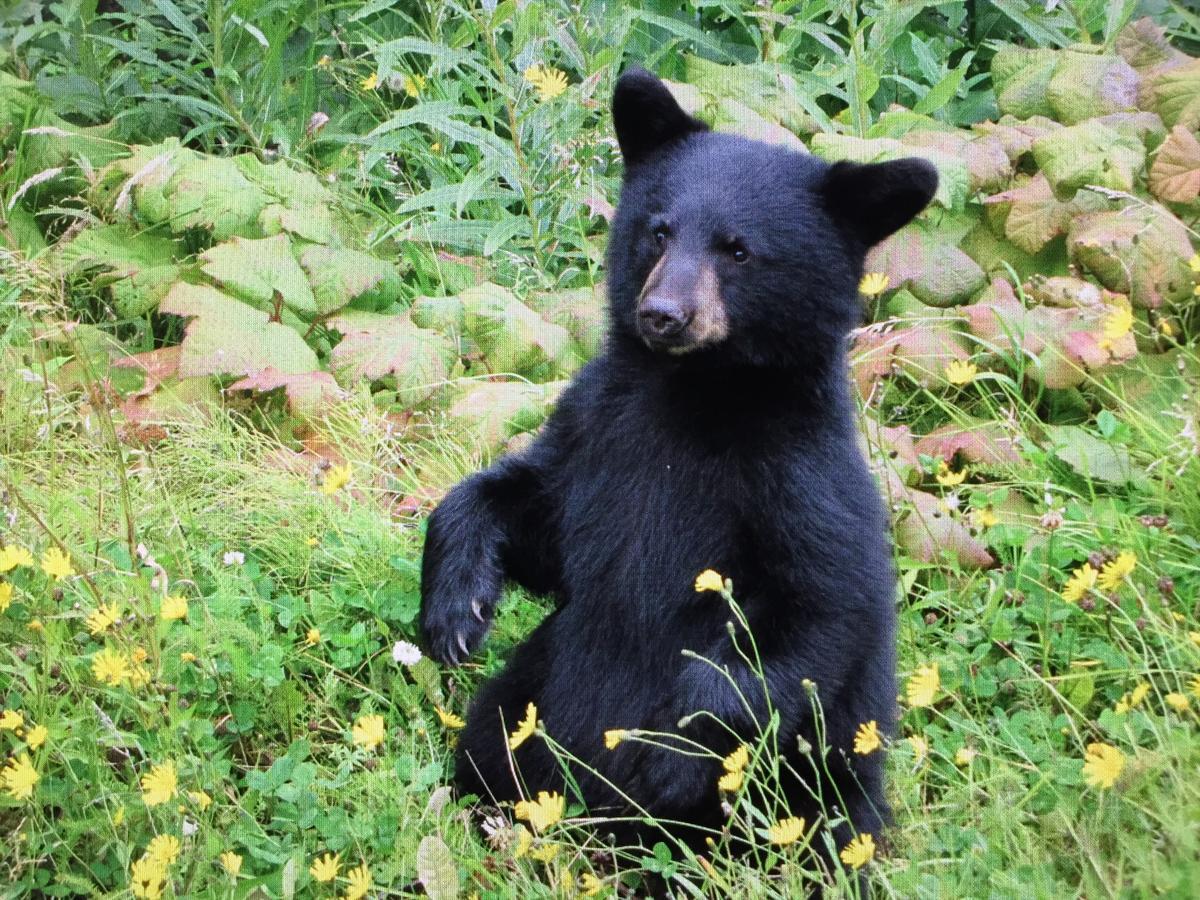 Bear Valley Guesthouse Stewart ภายนอก รูปภาพ